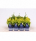 Thuja