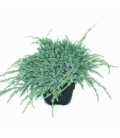 Juniperus