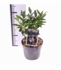 Sarcococca