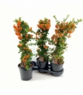 Pyracantha