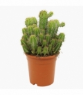 Euphorbia