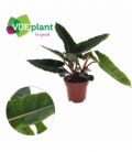 Philodendron