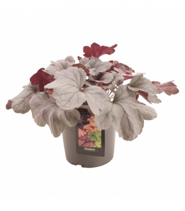 Heuchera