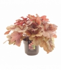 Heuchera