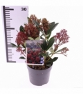 Skimmia