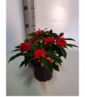 Skimmia