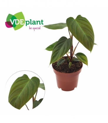 Philodendron