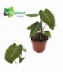 Philodendron