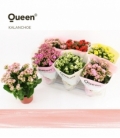 Kalanchoe