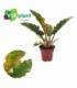 Philodendron