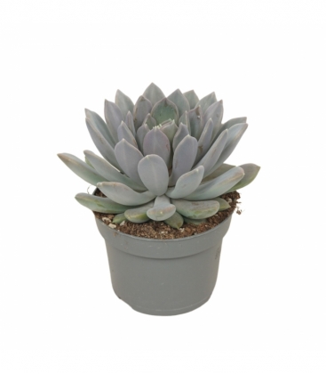 Pachyveria