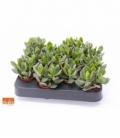 Crassula