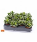 Crassula