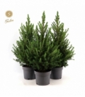 Picea