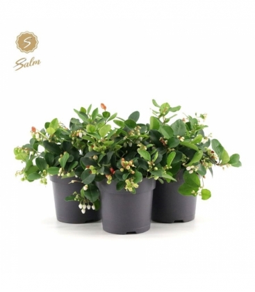 Gaultheria