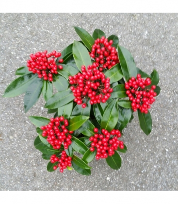 Skimmia