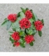 Skimmia