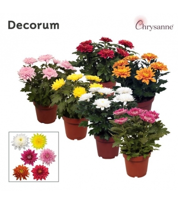 Chrysanthemum