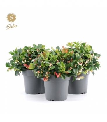 Gaultheria