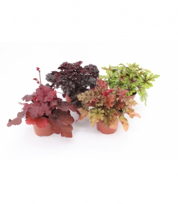 Heuchera