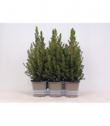 Picea