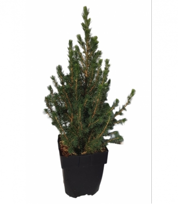 Picea