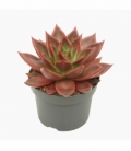 Echeveria