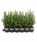 Picea