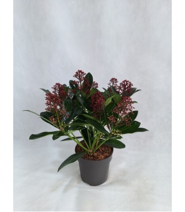 Skimmia