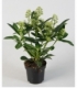 Skimmia