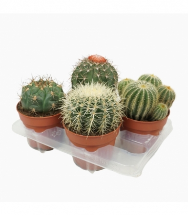 Cactus