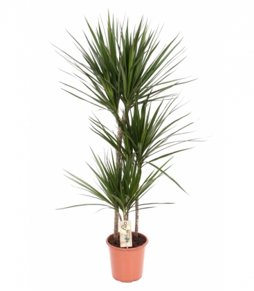 Dracaena