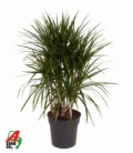 Dracaena