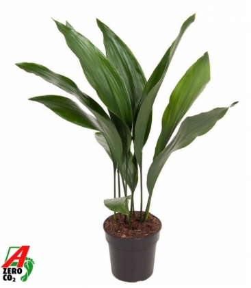 Aspidistra