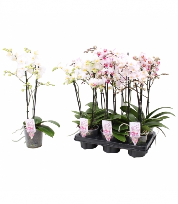 Phalaenopsis