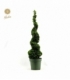 Buxus