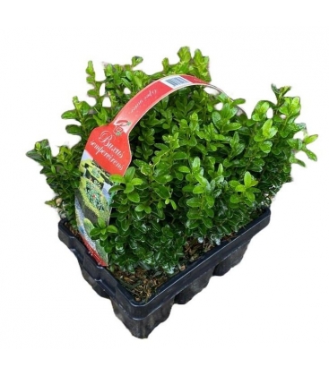 Buxus