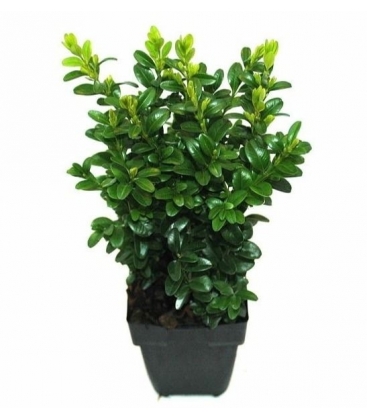 Buxus