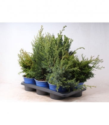 conifers