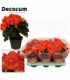 Begonia