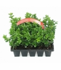 Buxus