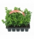 Buxus