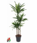 Dracaena