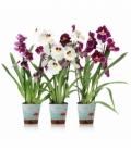 Miltonia