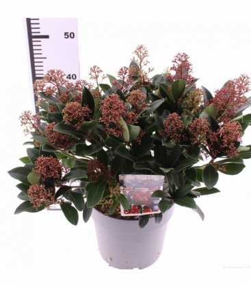 Skimmia