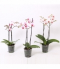 Phalaenopsis