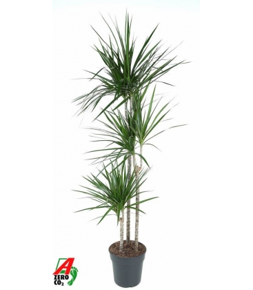 Dracaena