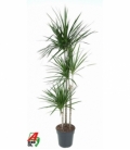 Dracaena