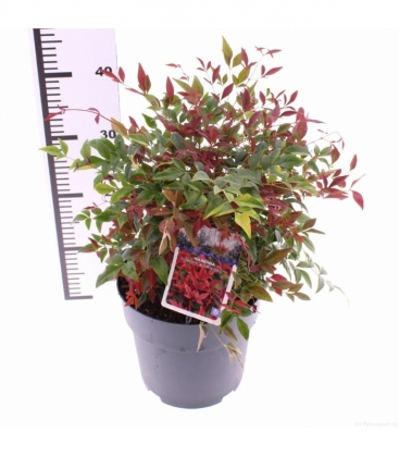 Nandina