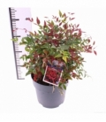 Nandina